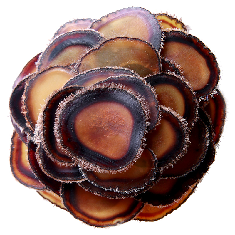 老谷头成年男性东北特产鹿茸片整枝新鲜蜡片头茬腊片