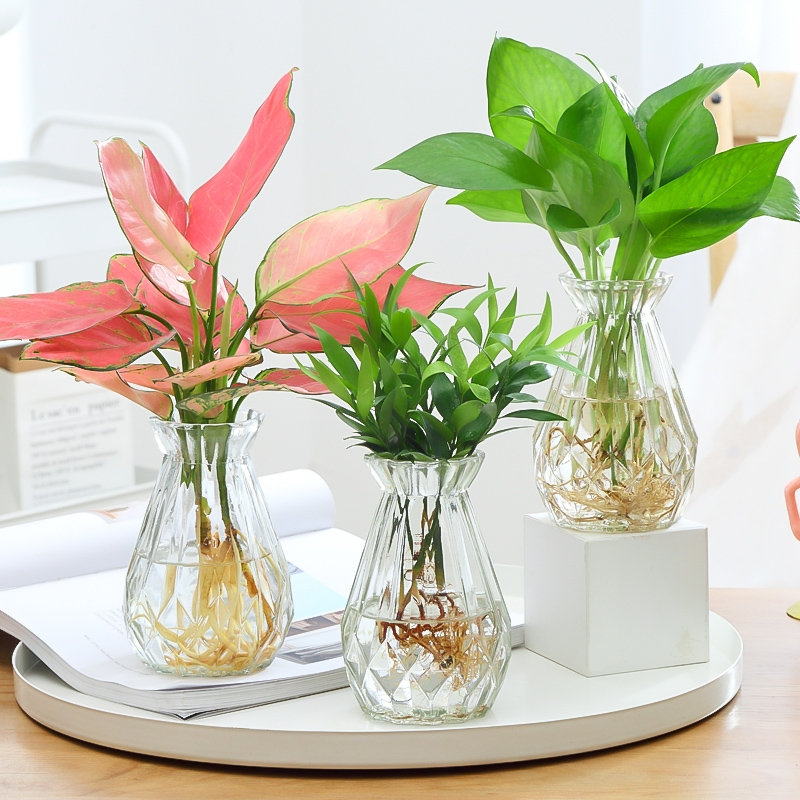 绿萝发财树多肉盆栽水培花卉植物室内绿植吉利红如意九里香薄荷箩古达