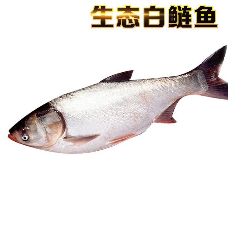 白鲢 (活鱼现杀)袋装500g