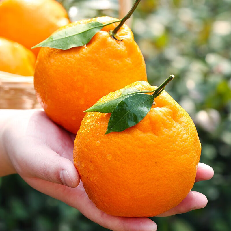 耙耙柑精品特大果80#+ 12个左右 5斤彩箱装高清大图