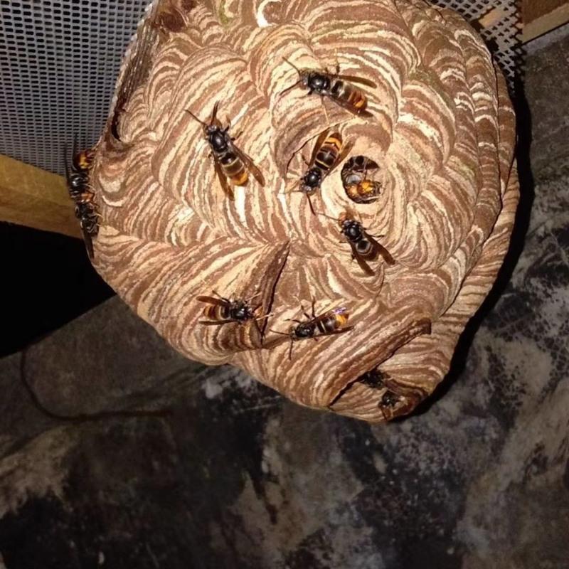 蜂王十只包活 黄脚蜂王 胡峰蜂王,高产黑背黄脚蜂王,温顺易养马蜂蜂王