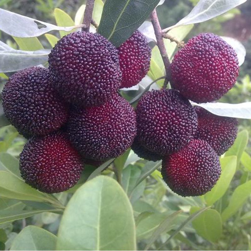 云南杨梅26斤装可选孕妇应季水果新鲜现摘现发视频