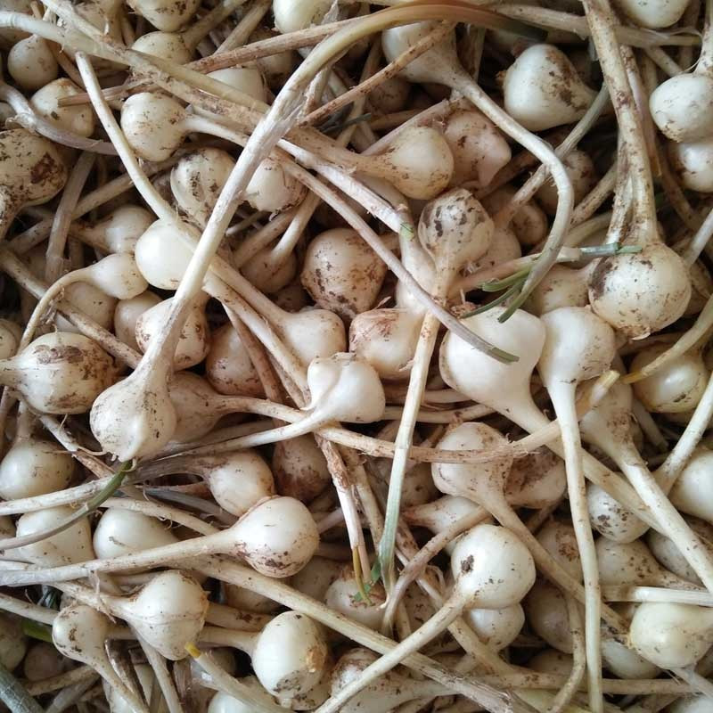 500g东北小根蒜野葱大脑瓜新鲜大脑蹦小山蒜山野蒜