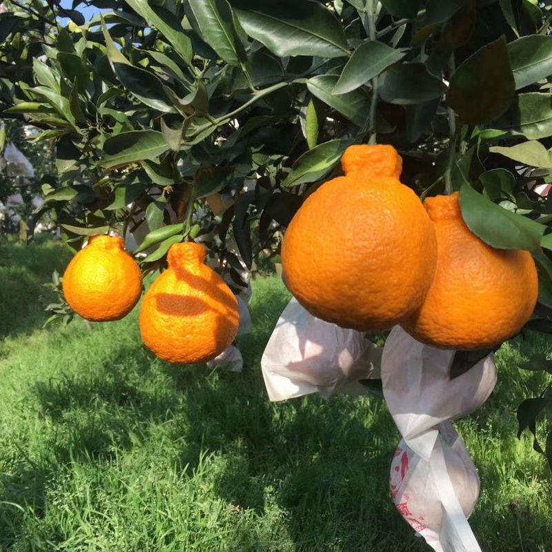 耙耙柑2月份还好么(耙耙柑什么季节收获?)