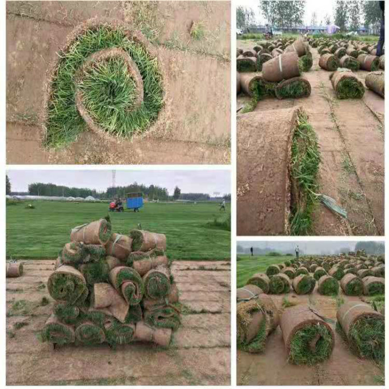 庭院绿化草坪 草皮 带土带泥果岭草四季青草皮带泥土真草皮 马尼拉草皮 一平方10小块 200平方起售