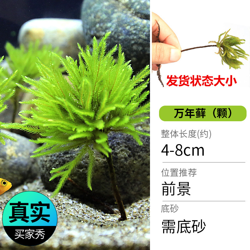 鱼缸造景莫斯沉木水榕无土植物懒人增氧真水草趴地矮珍珠陀草