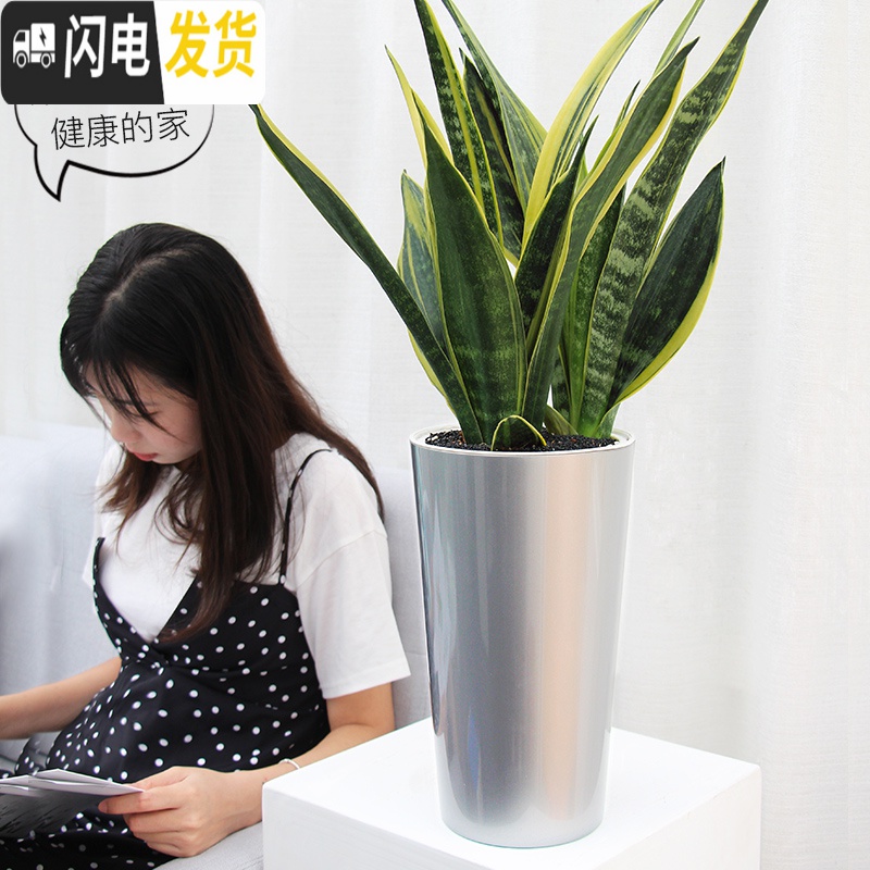 三维工匠懒人绿萝吊兰塑料透明免浇水花盆小绿箩自动吸水大号创意水培花盆 铁架款小号D03蛋型盆 中等花盆容器高清大图