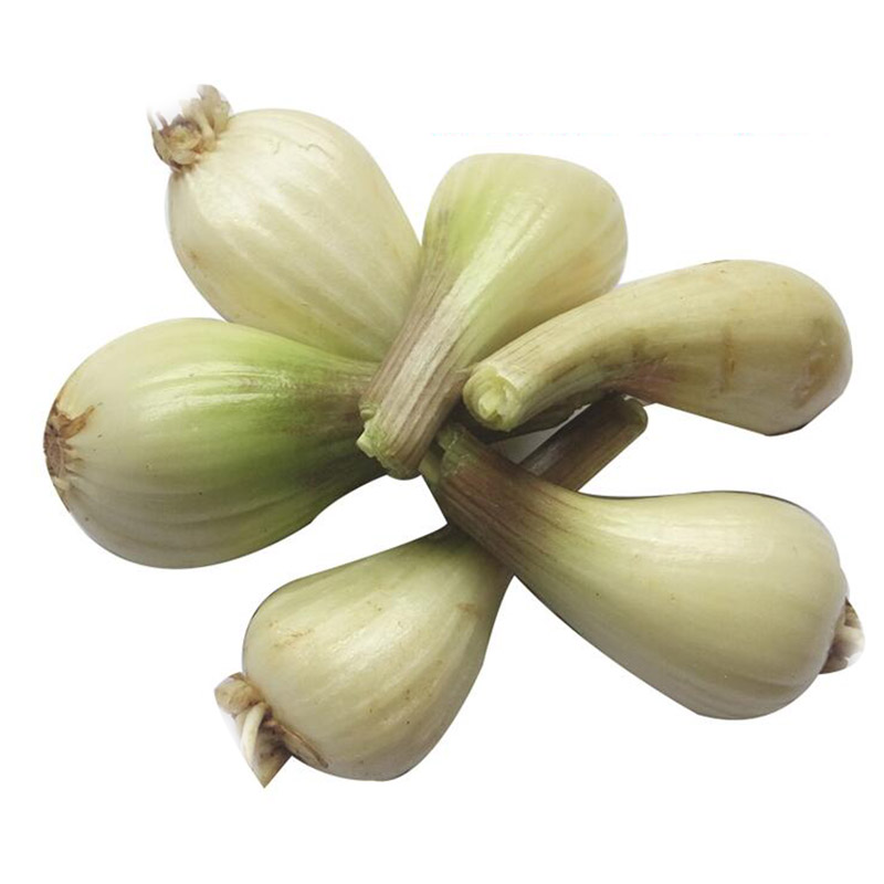 5kg 新鲜茭头 农家自种无叶荞头藠头薤白酸蕌头子 生鲜蔬菜