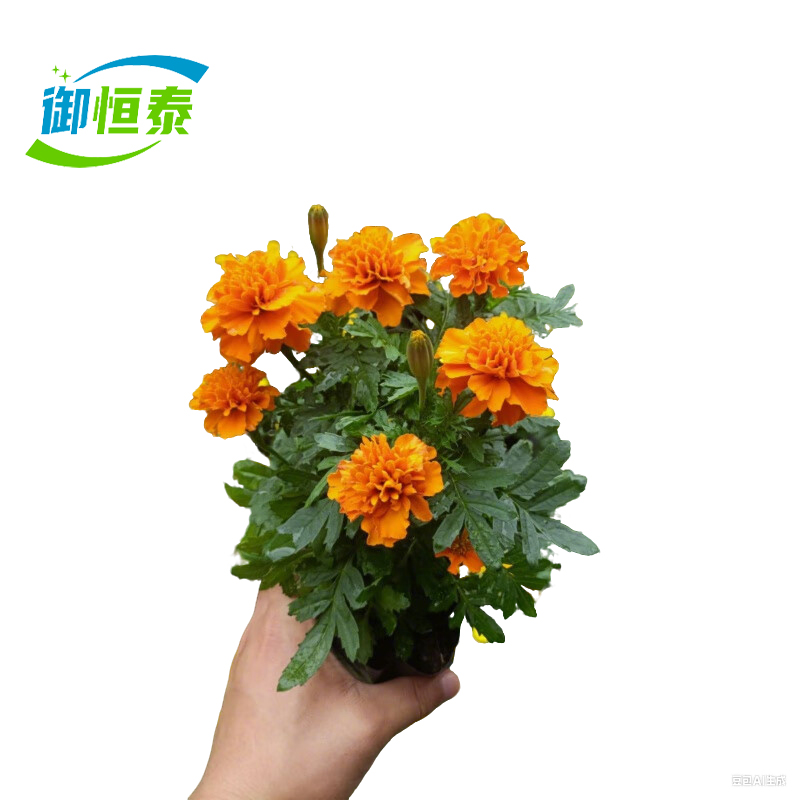 御恒泰 万寿菊 橘黄色 束高清大图