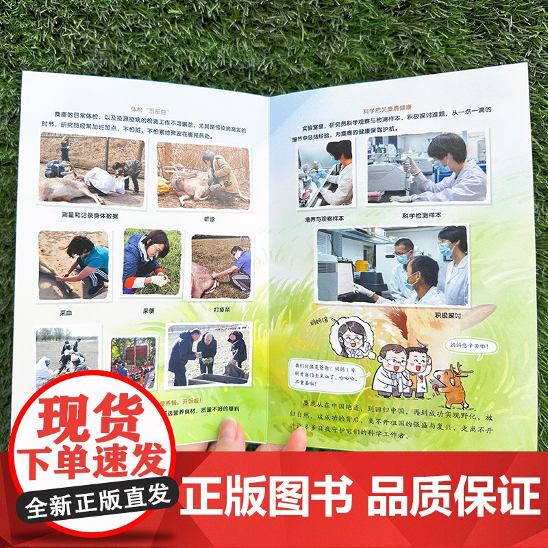 正版 麋鹿回家 中国传奇物种麋鹿四不像的百年复兴之路北京麋鹿生态实验中心著 18头麋鹿是怎样存活下来的 热爱大自然与动物高清大图