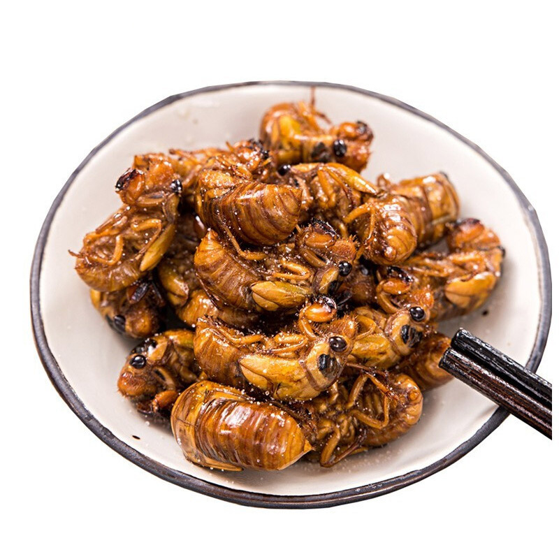 汇尔康(HR) 新鲜知了猴50只 金蝉爬叉丰县大沙河蝉蛹知了徐州特产