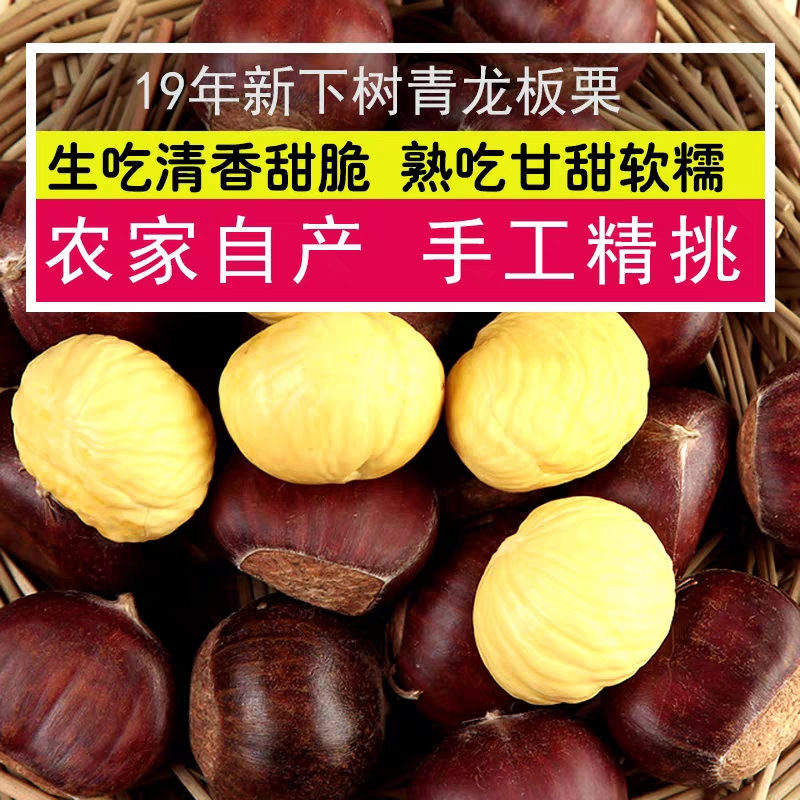 [鲜板栗5斤装大粒一元硬币大小]2019年下树生新鲜锥栗非即食生鲜毛栗散装