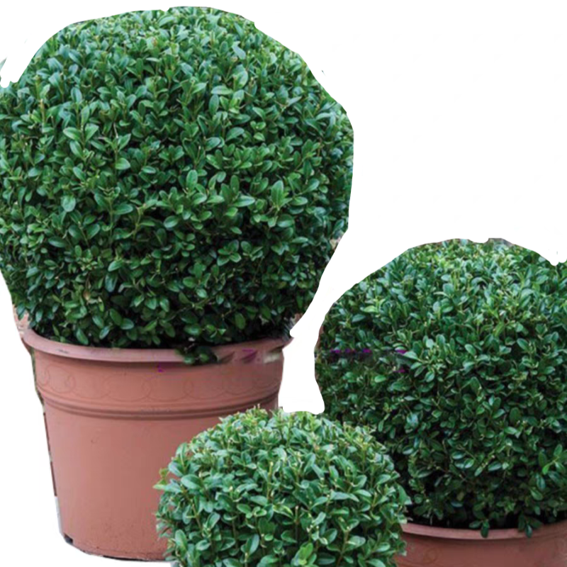 诚智旺 黄杨球 冠幅80cm /棵高清大图