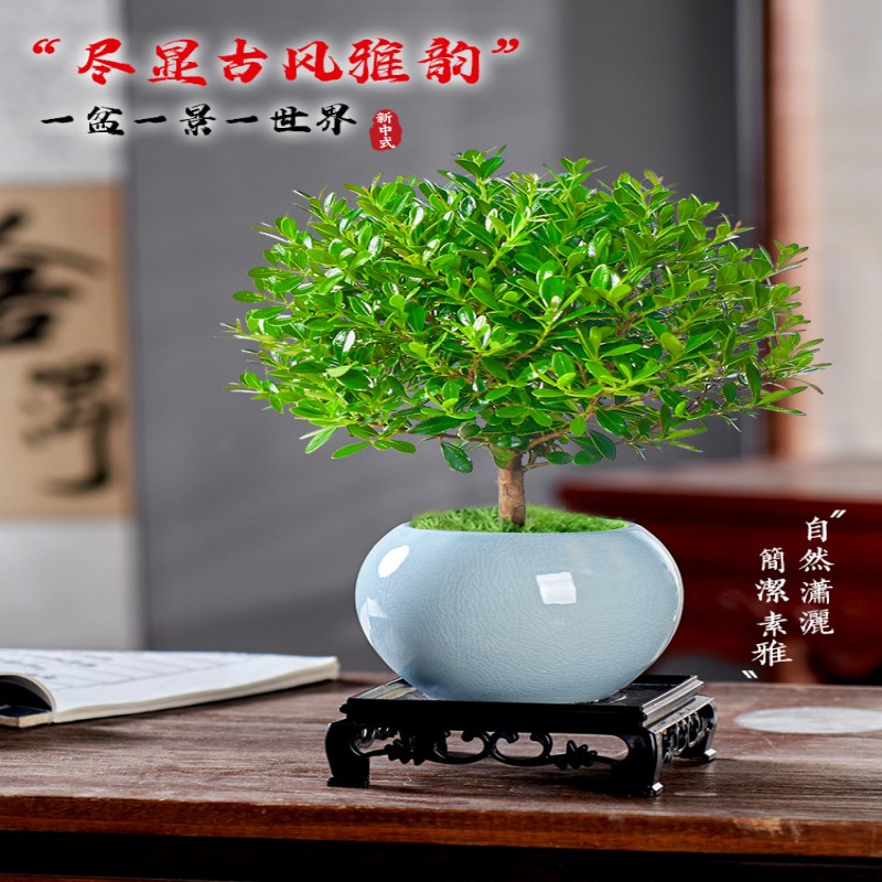 苏宁 龙云天盾 小叶赤楠盆栽老桩植物苔藓小叶赤楠+冰釉浅蓝陶瓷盆+肥料+送底托高清大图
