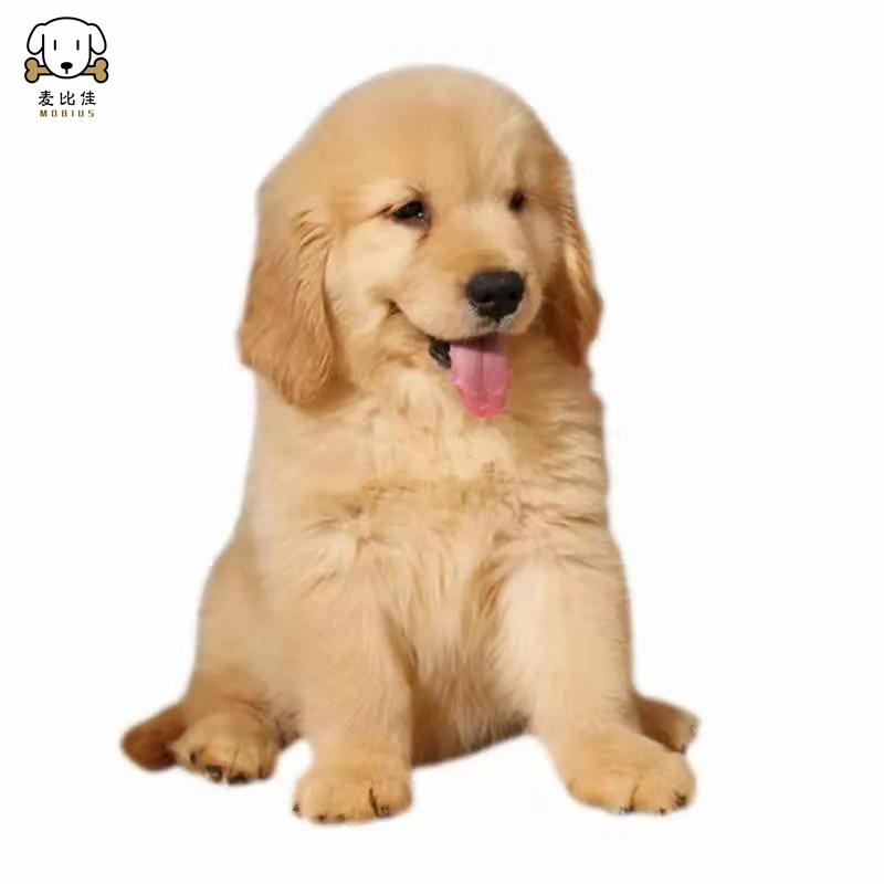 麦比佳金毛犬幼犬纯种金毛犬狗狗活体中型犬宠物狗家养大骨架双血统赛级黄金巡回猎犬幼崽健康保障公母有视频挑选报价 参数 图片 视频 怎么样 问答 苏宁易购