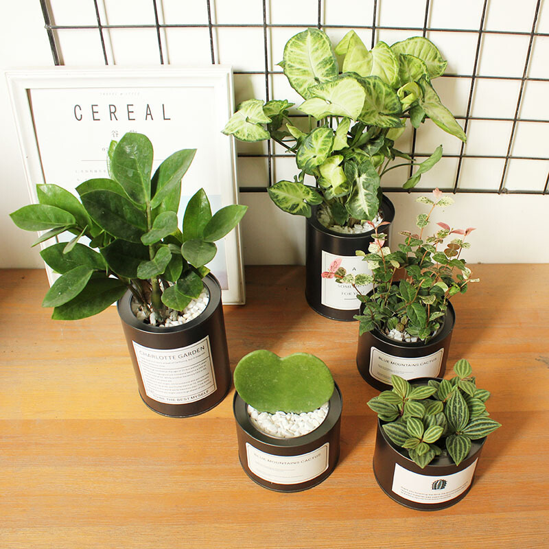 回固北欧ins风室内仙人掌铁罐绿植盆栽真花净化空气办公桌植物乳白色