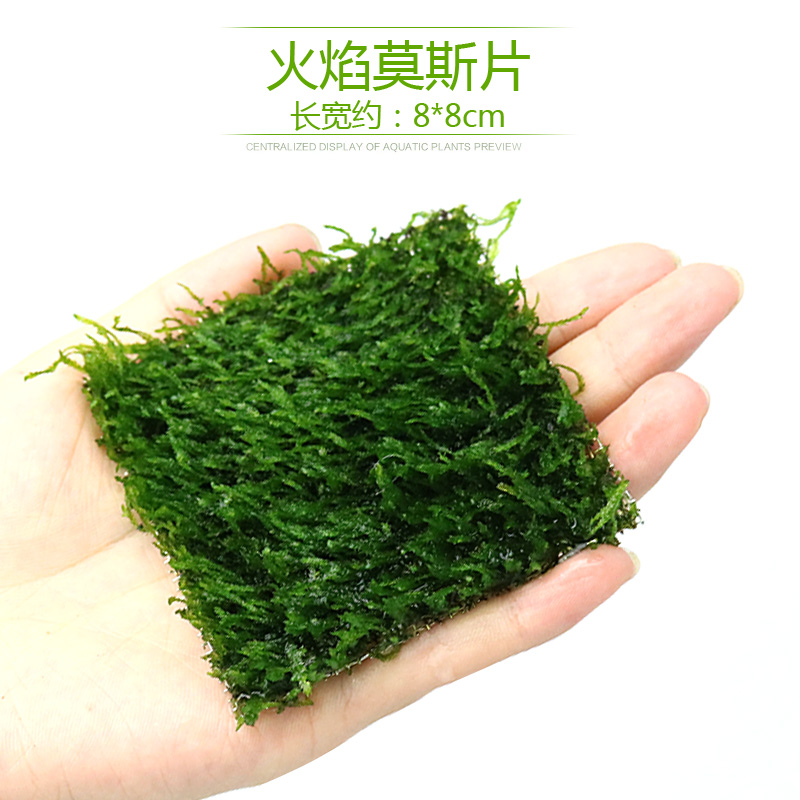 鱼缸沉木莫斯片草皮美凤莫丝苔火焰垂泪松茸怪厥大三角性水草高清大图