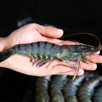 超大黑虎虾整盒新鲜海捕大虾海虾老虎虾冻虾草虾 (超大号)毛重600/盒 8-12只 1盒装