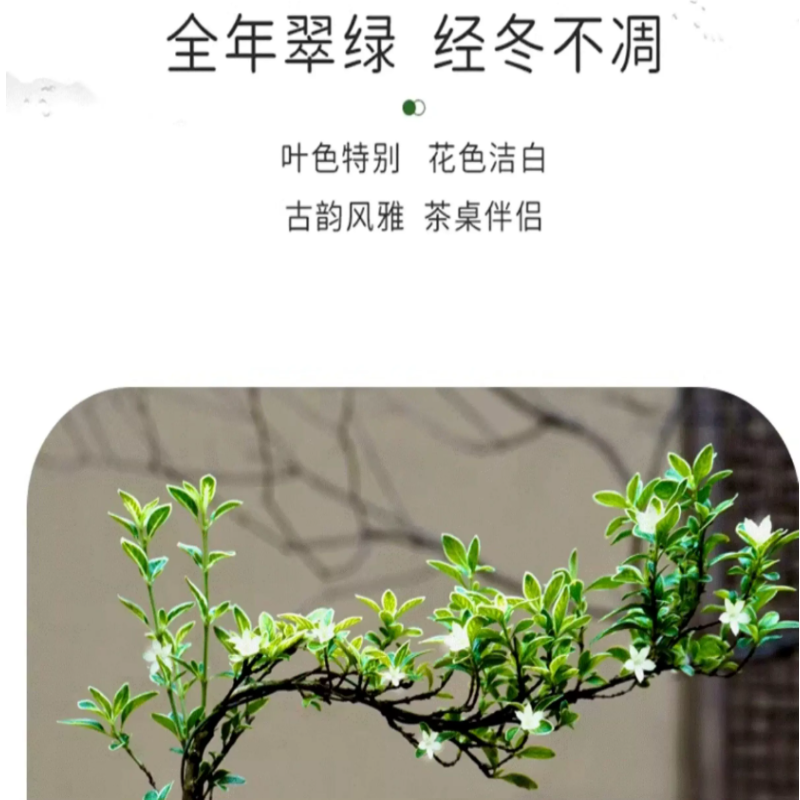 诚智旺 六月雪 35cm/株高清大图