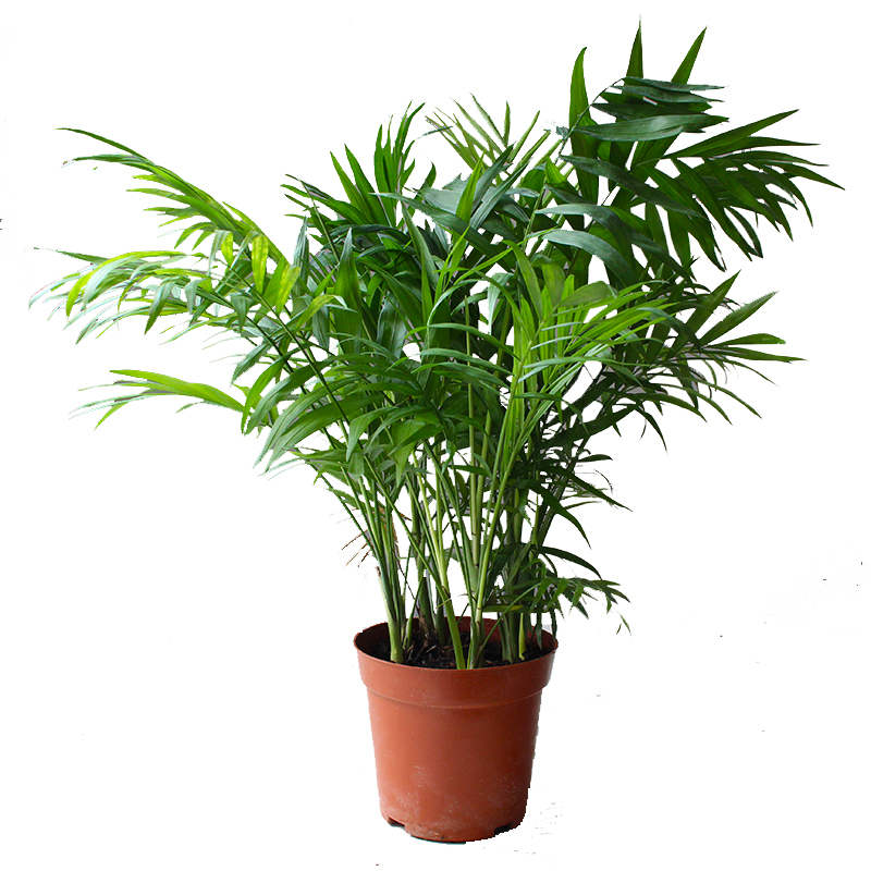 20cm原盆原土室内大型绿植散尾葵盆栽散尾葵凤尾竹袖珍椰子植物真花四