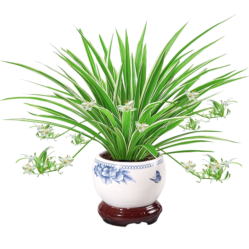 【补贴10%】金边吊兰盆栽花卉植物室内花净化空气绿植水培垂吊客厅甲醛阳台 金边吊兰+中国风陶瓷盆+肥