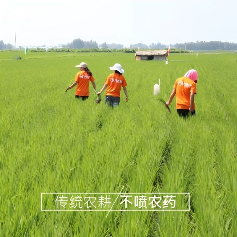 米妹妹(MIMEIMEI)M017 鲜香贡米2.5kg 真空包装(单位:袋)高清大图