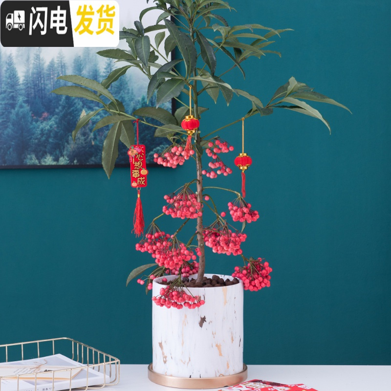 三维工匠北欧轻奢风陶瓷花盆带托盘大号落地花盆客厅金色大理石纹蝴蝶兰盆 圆形中号14X14cm(带托盘) 中等花盆容器