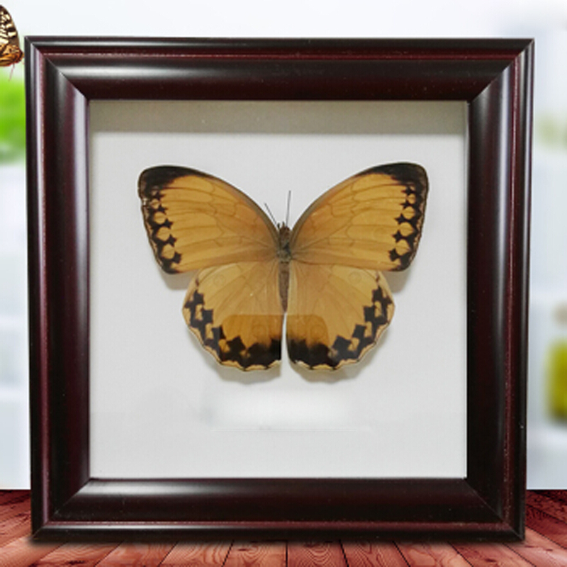 昆虫相框 工艺品收藏 生日结婚送礼送朋友家居装饰 蝴蝶摆件 帝王蝶