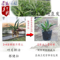 绿植特价兰花国兰墨兰红荷冠红花花卉绿植盆栽凤凰金福冠买三盆送一盆红荷冠2苗裸根连体买三盆送一盆裸根不带土