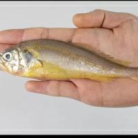 海捕新鲜小黄鱼冷冻黄花鱼2500g海鲜鲜活水产一斤批发 五斤装[一斤9-12条]纯黄花鱼