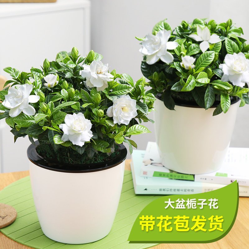 栀子花盆栽带花苞四季开花观花植物室内好养常年开花的盆栽花绿植大盆栀子花原盆土报价 参数 图片 视频 怎么样 问答 苏宁易购