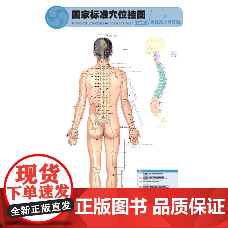 [店]国家标准穴位挂图(男性真人修订版) 中医中药高清大图