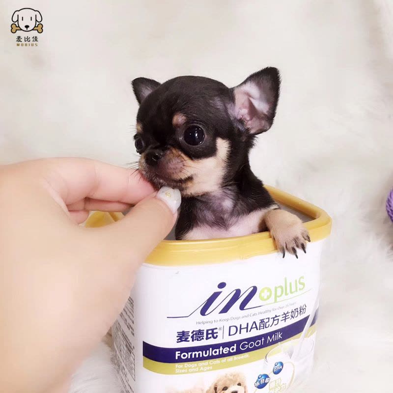 麦比佳 吉娃娃狗狗活体 纯种双血统小体吉娃娃狗狗 宠物狗吉娃娃苹果头铁包金娃娃狗黑白花长不大迷你墨西哥吉娃娃犬图片