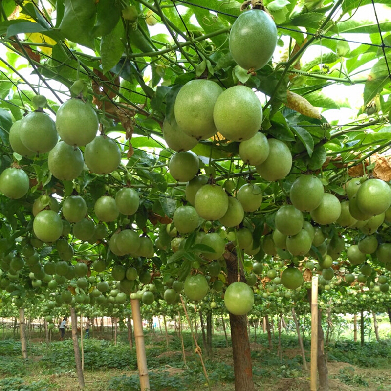 【xj】百香果苗 紫香一号 西番莲果水果 树苗 苗木可开发票 (台农2棵