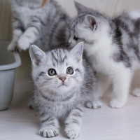 美短银虎斑猫 美短银虎斑猫 美短银渐层美短猫 美国短毛猫幼 猫美短虎斑猫咪 幼崽