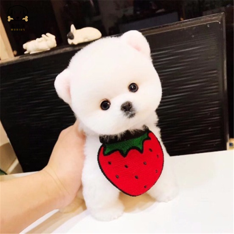 麦比佳 宠物狗狗活体博美犬幼犬活体哈多利系球体博美俊介狗狗小体玩具型血统级长不大茶杯犬纯白色黄色博美狗高清大图
