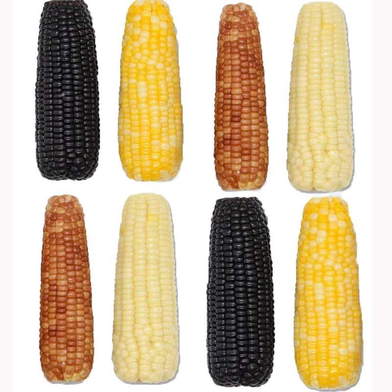 甜糯玉米种子组合水果玉米草莓菠萝玉米黑白粘糯玉米种子批发杂交玉米