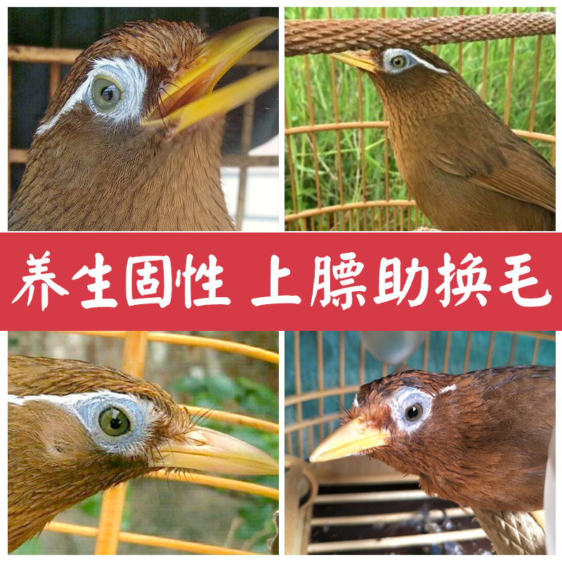 画眉鸟食饲料换毛专用料画眉饲料斗鸟雀王打鸟料唱鸟饲料高清大图