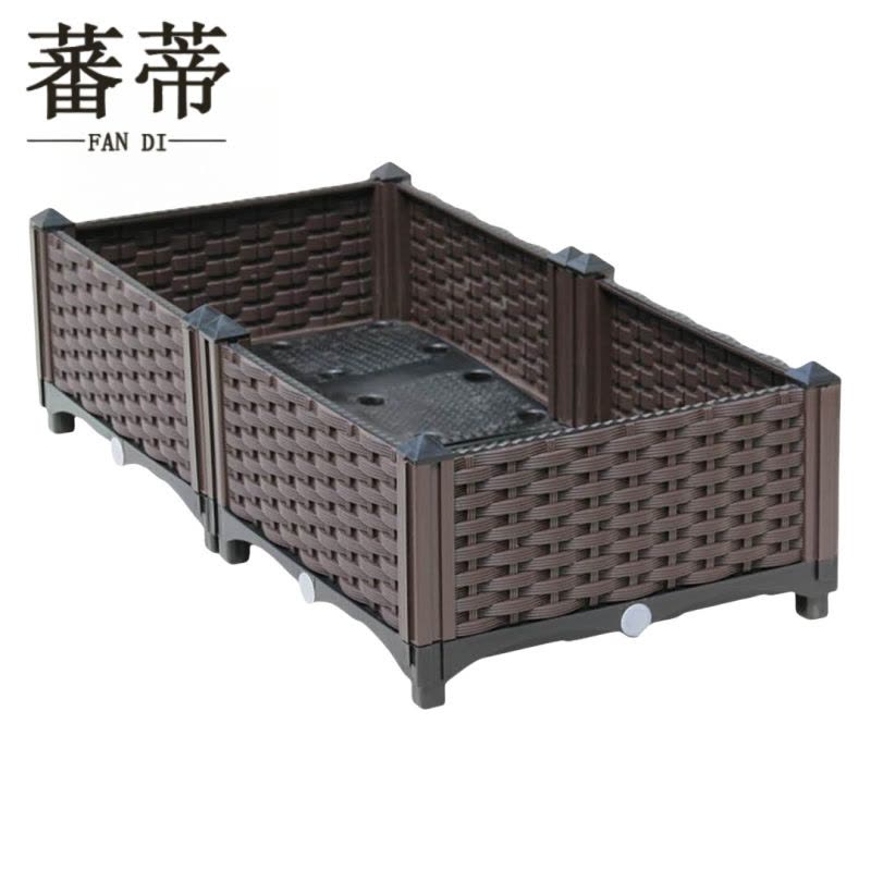 蕃蒂图片