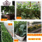 封后(FENGHOU)封后特大阳台种菜盆花盆长方形室内外庭院树脂塑料蔬菜种植箱设备 500加深版绿色带隔离网 特花盆容器
