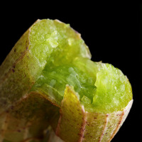SUN CLARA(桑克拉)正品浙江铁皮石斛枫斗粉养生茶鲜条石斛花茶养胃茶干条50g/瓶*2套装