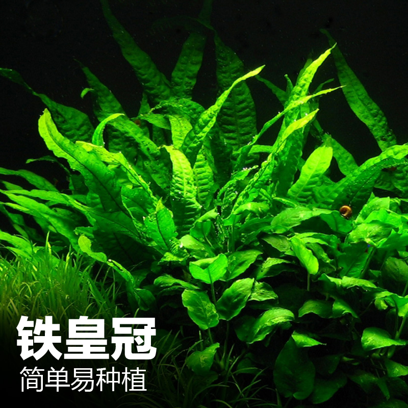 丹景懒人麦细叶铁皇冠粗叶中后水鹿角铁带底座水大号高清大图