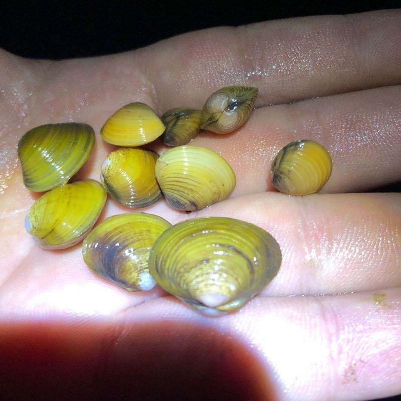 小河蚌 小河蚬 溪蚬 鳑鲏繁殖工具 净化水质 溪螺 观赏除水藻神器