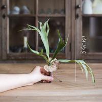 大型鹿角蕨 仿真花装饰热带植物绿植 壁挂垂吊造景陈列 单只鹿角蕨小号_43