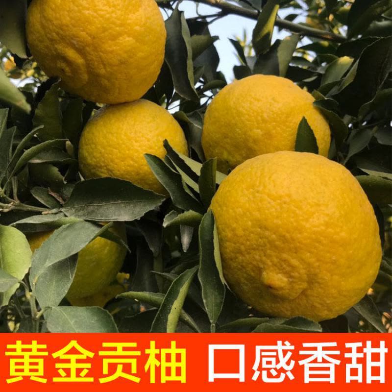 【拍2份9折】湖南怀化洪江金贡柚5斤整箱丑八怪当季孕妇新鲜水果春香桔柚超甜小柚子图片