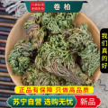 沈之问 卷柏100克/袋