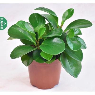 豆瓣绿盆栽吸烟鬼盆栽进化空气四季青叶盆栽水培盆栽小家碧玉盆栽豆瓣