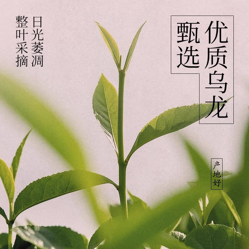 好望水芭乐乌龙500ml*12瓶0脂0卡无糖茶饮料果味风味茶