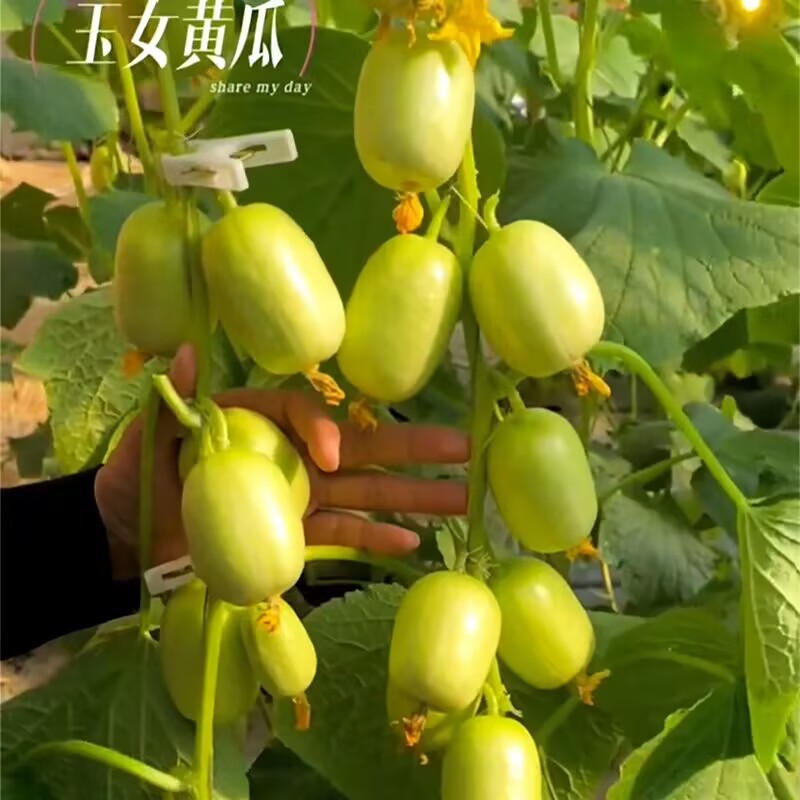 奶油小黄瓜种子金童玉女水果迷你黄瓜种籽苗蔬菜种子大全阳台盆栽高清大图