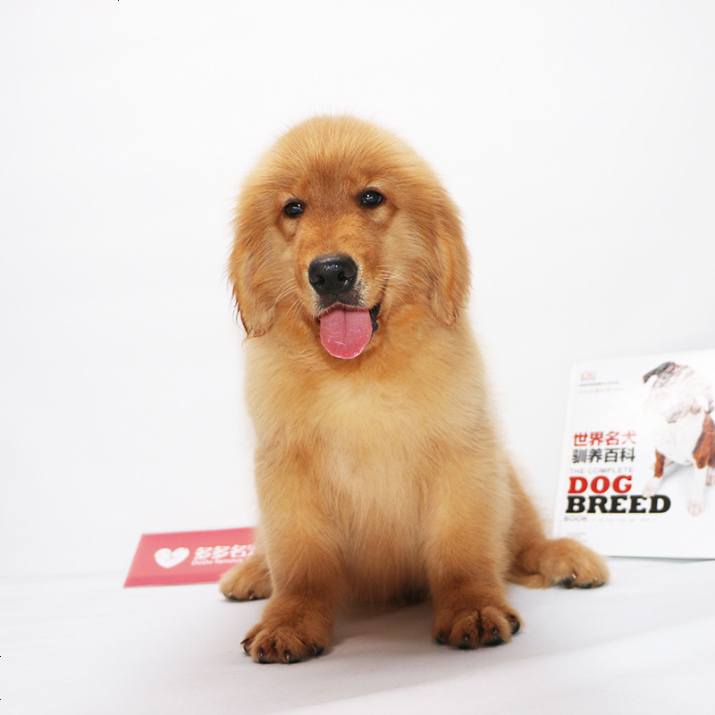 大头金毛犬宠物狗狗 派朵纯种金毛犬幼犬 纯种大头金毛犬狗狗 纯种金毛犬幼犬